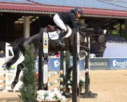 Springpferd Diamonty (Oldenburger Springpferd, 2020, von Diamant de Semilly)
