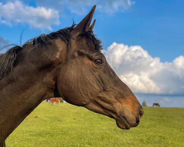 Zuchtstute Black Pearl (Trakehner, 2020, von Schwarzgold)