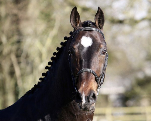Deckhengst Conte Bellini (Westfale, 2003, von Cornet Obolensky)