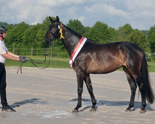 horse Minzbeere (Trakehner, 2022, from Kwahu)