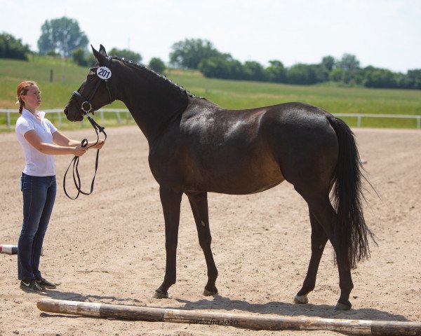 broodmare Hera's Princess (Trakehner, 2017, from Herakles TSF)