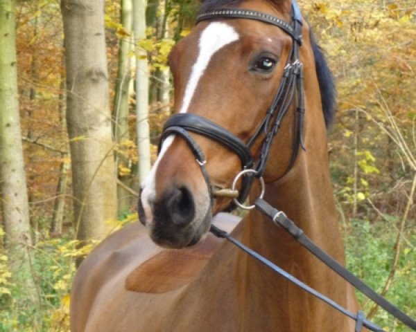 jumper Meerfuerstin (Oldenburg, 2002, from Lamentos)