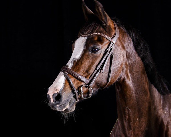 jumper Diamant B 3 (KWPN (Royal Dutch Sporthorse), 2008, from Veron)