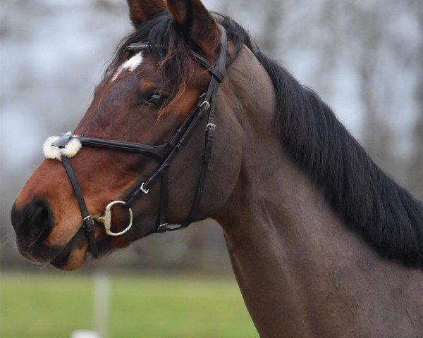 jumper Abbey Road 10 (Hanoverian, 2017, from A La Carte NRW)