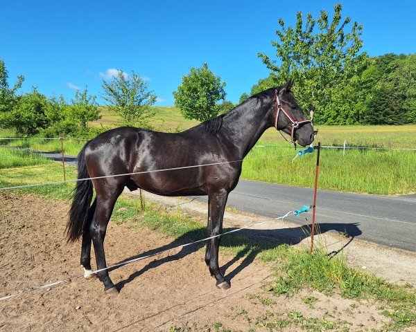 horse Hengst von Escanto PS / Licotus (Oldenburg, 2023, from Escanto PS OLD)