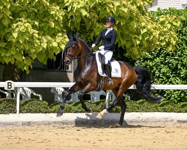 Pferd Snickers 87 (Oldenburger, 2019, von Secret)