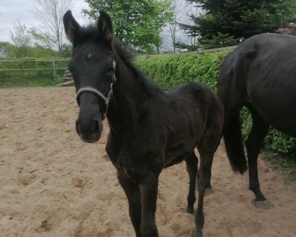 foal by Latinum x Download (Oldenburg, 2025, from Latinum)