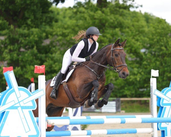 jumper Centu 3 (Holsteiner, 2013, from Centurion)