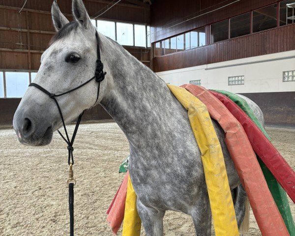 horse Donna Olympic (Mecklenburg, 2017, from D'Olympic)