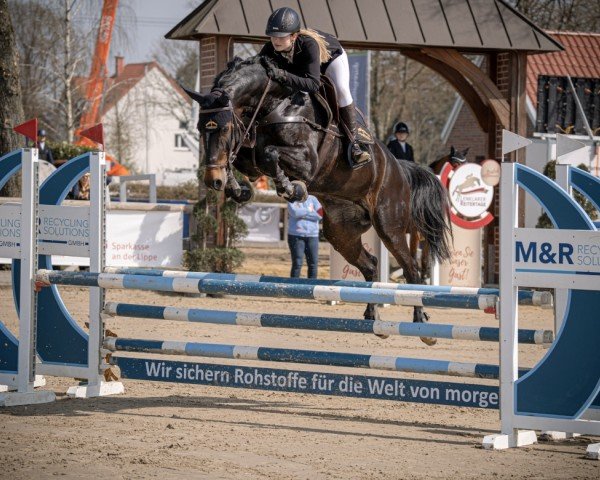 jumper Califiny (Oldenburg, 2015, from Tannenhof's Fahrenheit)