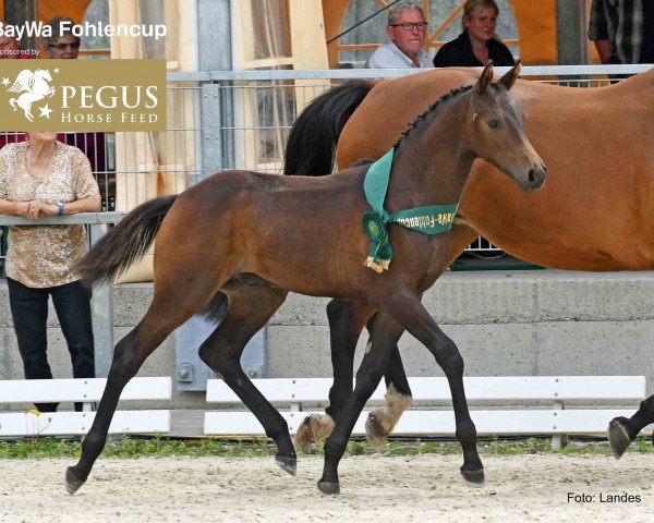 Springpferd Livaro W (Deutsches Sportpferd, 2019, von Livello)