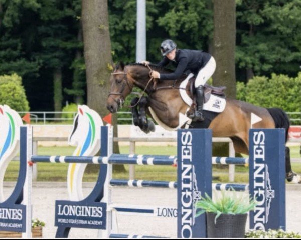 Springpferd Quabriolet van het Bildeken (Belgisches Warmblut, 2016, von Anakin)