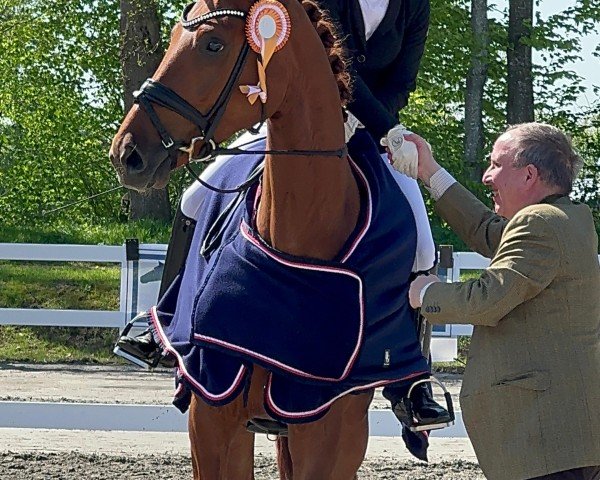dressage horse Zazou U (Hanoverian, 2020, from Blue Hors Zackerey)