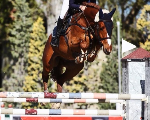 jumper Gomez (KWPN (Royal Dutch Sporthorse), 2011, from Faldo)