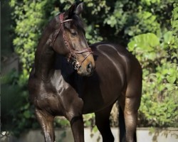 jumper Call Me Calisto M (Rhinelander, 2017, from Calisto KSH)