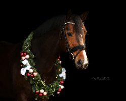 dressage horse Ratinga 2 (Westphalian, 2010, from Ratzinger)
