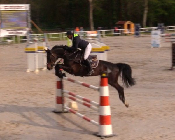 Springpferd Chacandro (Oldenburger Springpferd, 2012, von Chacco-Blue)