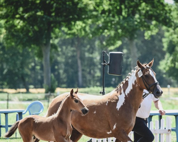 horse Specially Serenity TR (Pinto / Hunter, 2021, from Special Effekt)