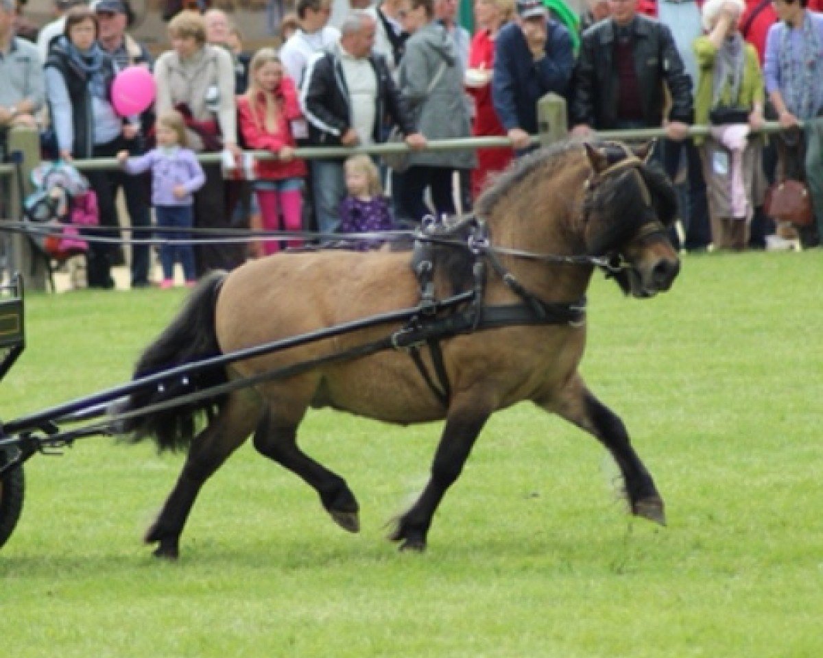 Deckhengst Esteban van de Zandkamp (Shetland Pony,  , von Pybe van Stal de Toekomst)