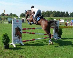 Springpferd Diofeh (Kleines deutsches Reitpferd, 2010, von Manchester)