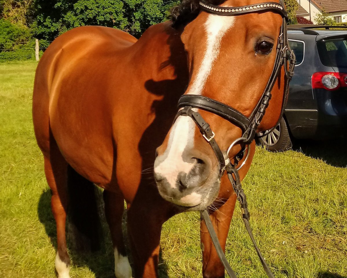 dressage horse Scapa Flow 11 (Nederlands Rijpaarden en Pony, 2010, from Scapino BB ox)