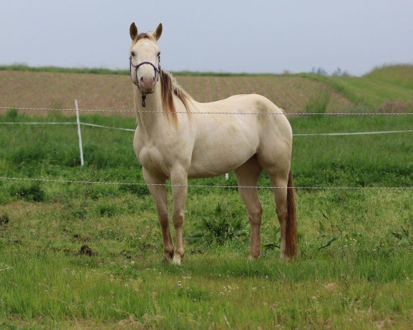 Pferd Im Miss Lucy Chex (Paint Horse, 2018)