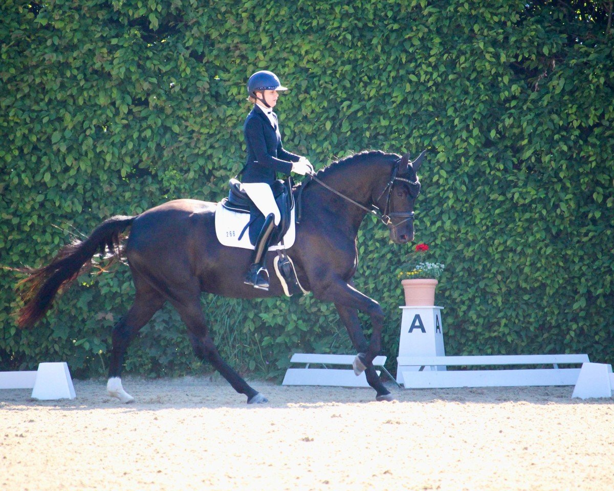 horse Total Solution W (German Sport Horse, 2021, from Total McLaren)