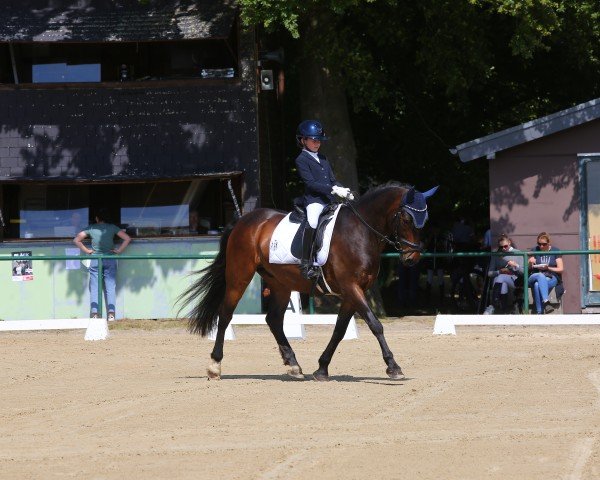 Springpferd Ammersee Inshy (Connemara-Pony, 2013, von Thiergartenhofs Indiana Jones)