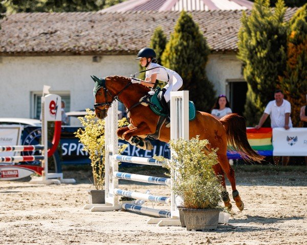 Dressurpferd D'Agostini (Deutsches Reitpony, 2012, von Dimension AT NRW)