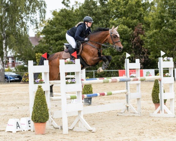 Springpferd Corenne (Holsteiner, 2010, von Clarimo Ask)