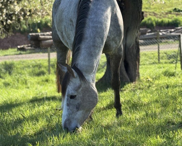 Pferd Keanu from Golden Komet (Deutsches Sportpferd, 2021, von Kaiserwind)