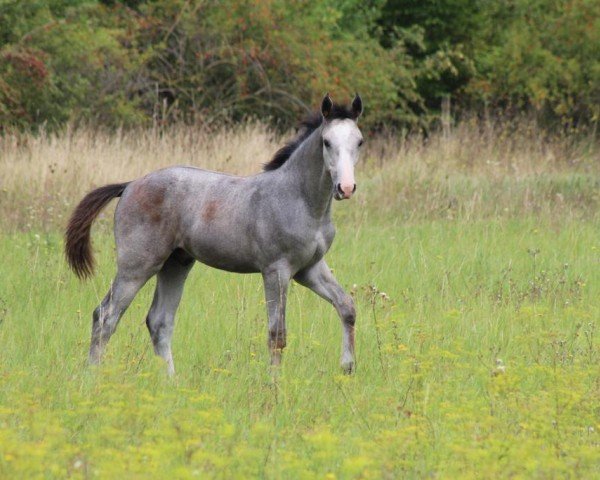 horse Clausen Z (Zangersheide riding horse, 2023, from Caribis Z)