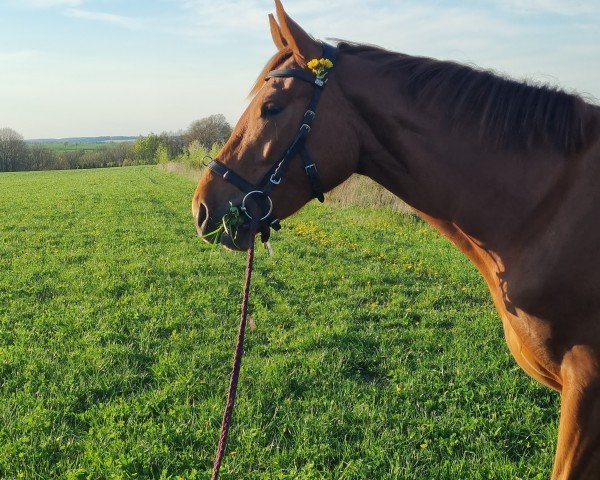 horse Très Jolie (Hanoverian, 2023, from Total Diamond PS)