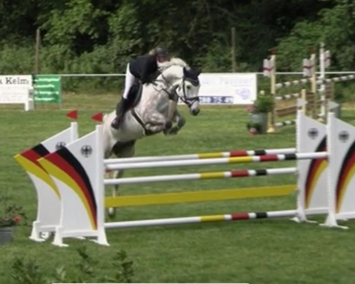 jumper Cee Coach RS (Hanoverian, 2019, from Colman)