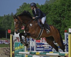 Springpferd Cranach 6 (Holsteiner, 2018, von C-Hardwell)