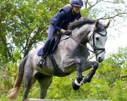 Cavallo da salto Casira (Cavallo Sportivo Tedesco, 2021, di Caskarico)