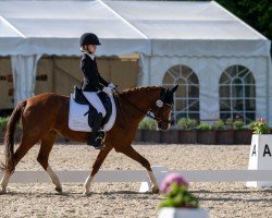 Dressurpferd Nobels Girlpower (Nederlands Welsh Ridepony, 2009, von Le Matsjo)