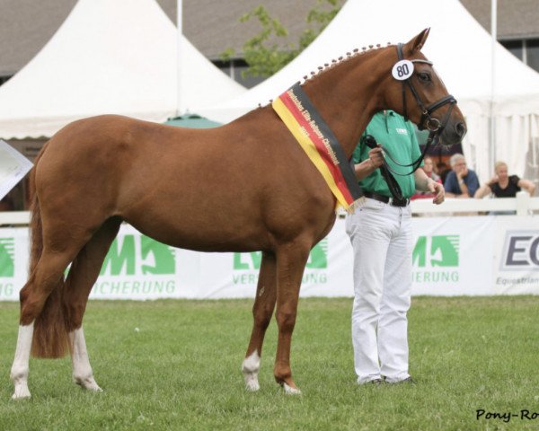Zuchtstute Radonna E WE (Deutsches Reitpony, 2010, von FS Don't Worry)