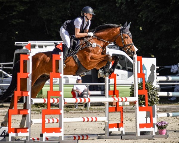 jumper Sir Skyfall 5 (German Sport Horse, 2016, from Stolzenberg)