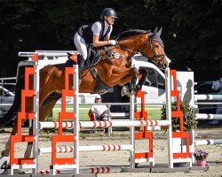 jumper Sir Skyfall 5 (German Sport Horse, 2016, from Stolzenberg)