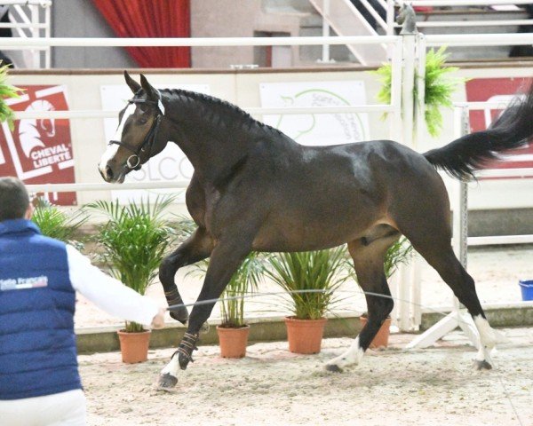 stallion Filou de Hus (Selle Français, 2015, from Balou du Rouet)