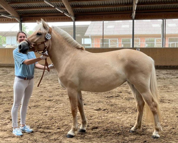 broodmare Unlimit Red (Fjord Horse, 2023, from Neral)