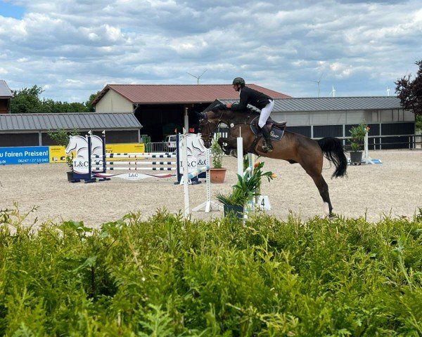 jumper Costa Z 2 (Zangersheide riding horse, 2018, from Cicero Z van Paemel) jumper Costa Z 2 (Zangersheide riding horse, 2018, from Cicero Z van Paemel)
