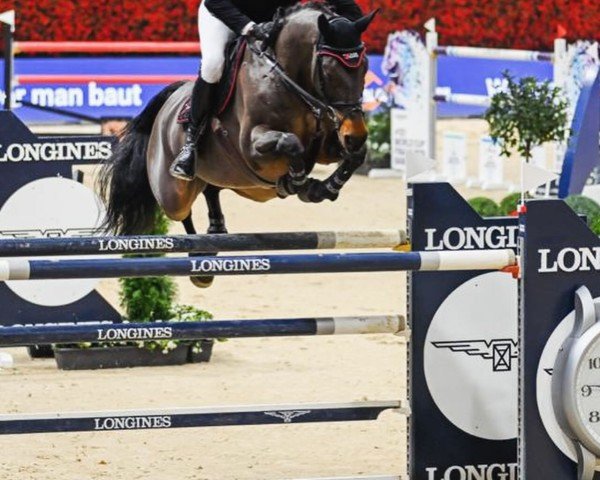 Springpferd Dante MM (Oldenburger Springpferd, 2011, von Diarado)