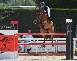 Springpferd Aslan Hero Z (Zangersheide Reitpferd, 2017, von Arac du Seigneur)