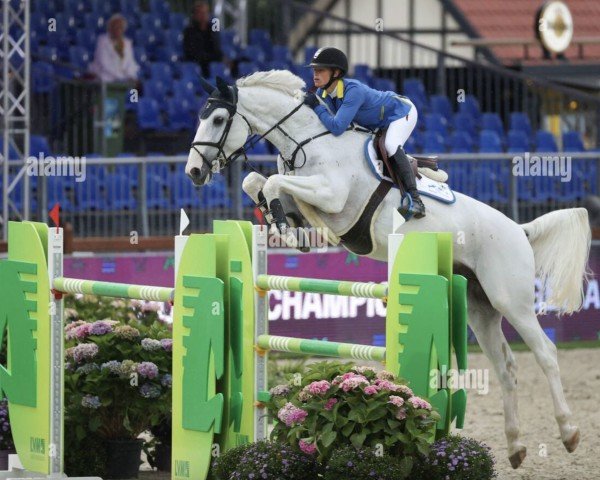 Springpferd Arac du Seigneur (Belgisches Warmblut, 2006, von Ogano Sitte)