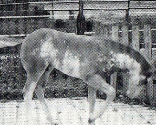 horse Doc Buick Way (Paint Horse, 1993, from Docs Eternal Sun)