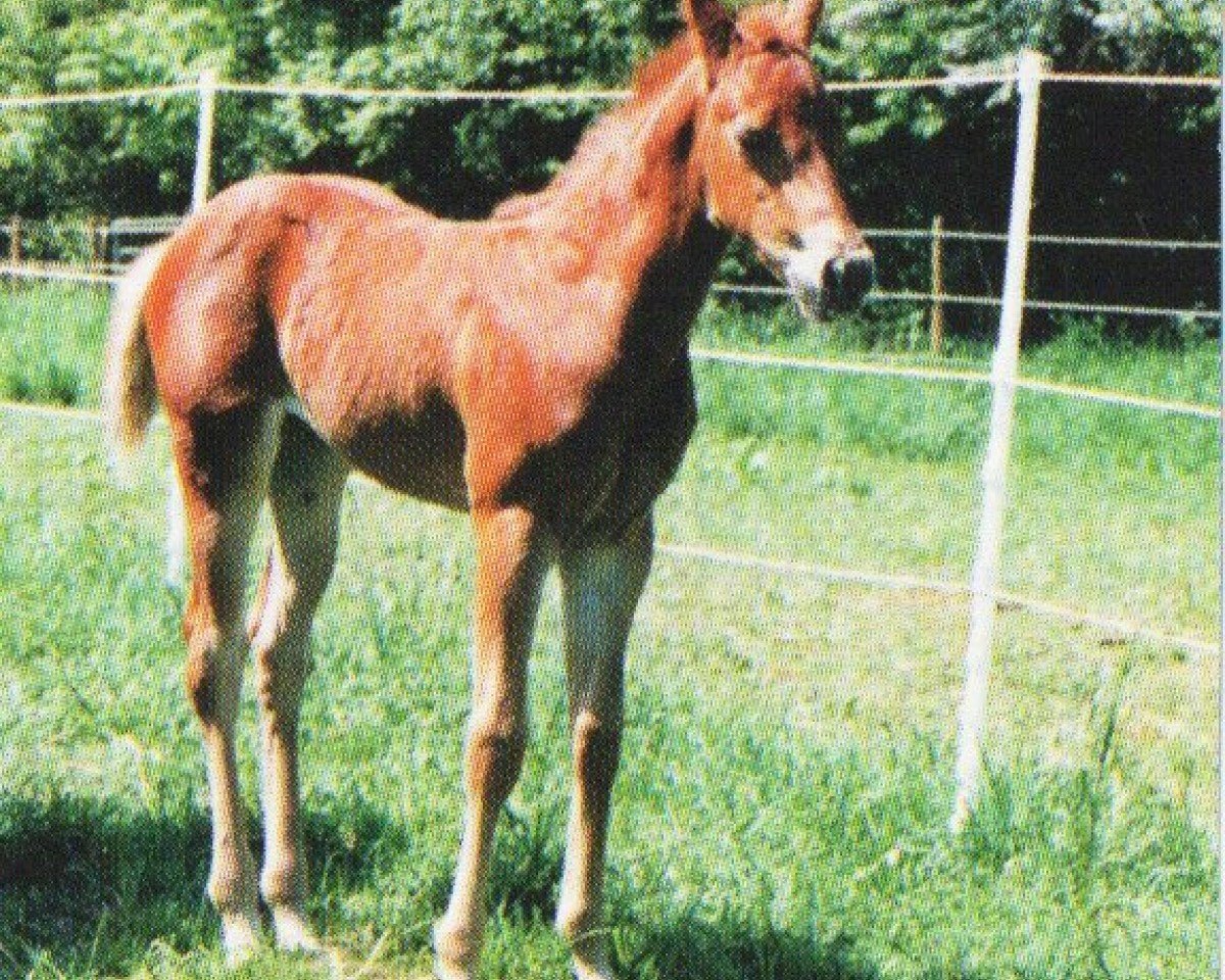 horse Leni (Quarter Horse, 1997, from Olena San Badger)