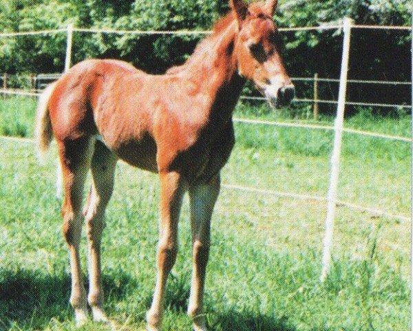 horse Leni (Quarter Horse, 1997, from Olena San Badger)