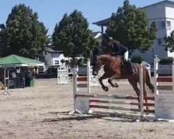 Springpferd Trinbago (Zangersheide Reitpferd, 2020)